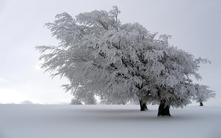 شجرة بيضاء مرققة ، ثلج ، شتاء ، أشجار ، منظر طبيعي ، طبيعة، خلفية HD