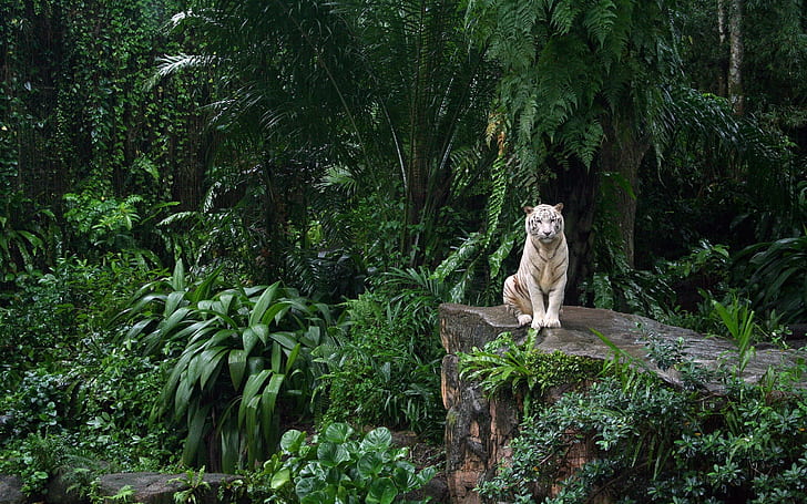 White Tiger in Jungle, white tiger, tiger, HD wallpaper