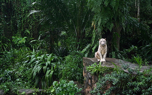 White Tiger in Jungle, white tiger, tiger, HD wallpaper HD wallpaper