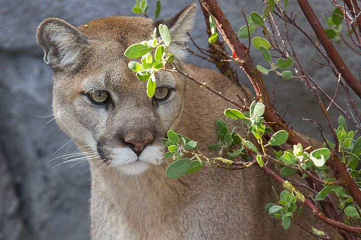 brown cougar, cougar, puma, kucing liar, predator, cabang, Wallpaper HD