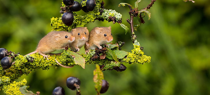 background, branch, trio, mouse, Trinity, Harvest Mouse, The mouse is tiny, HD wallpaper