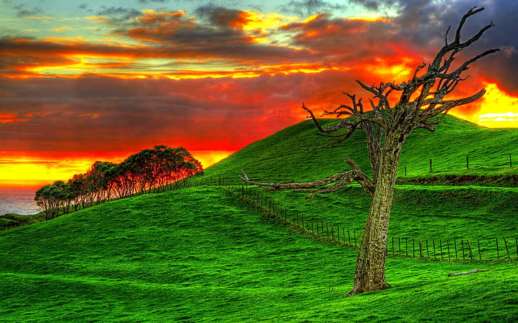 Hillside Sunset, trees, field, hills, photography, ocean, grass, fence, sunset, nature and landscapes, HD wallpaper