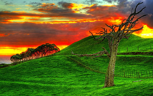 Hillside Sunset, trees, field, hills, photography, ocean, grass, fence, sunset, nature and landscapes, HD wallpaper HD wallpaper