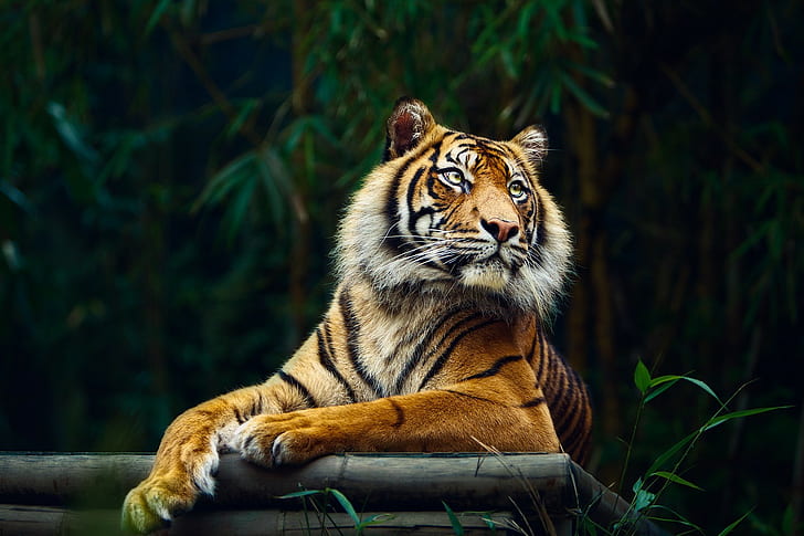 тигр, животные, большие кошки, природа, HD обои