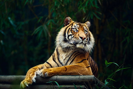 Tiger, Tiere, große Katzen, Natur, HD-Hintergrundbild HD wallpaper