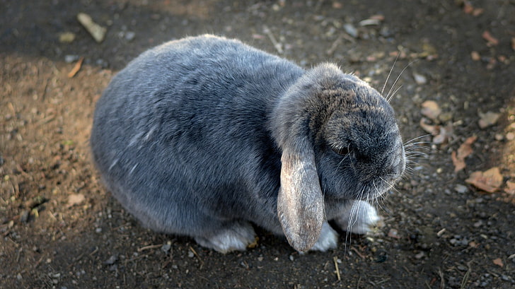 graues Kaninchen, Kaninchen, niedlich, ohrig, HD-Hintergrundbild