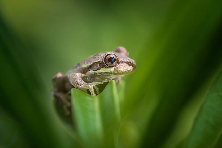 brown frog on a leaf, florida, florida, Tree Frog, Tropical, Gulf, Acres, Florida, brown frog, leaf, green, FL, macro, macrophotography, closeup, frog, amphibian, animal, nature, wildlife, green Color, close-up, HD wallpaper