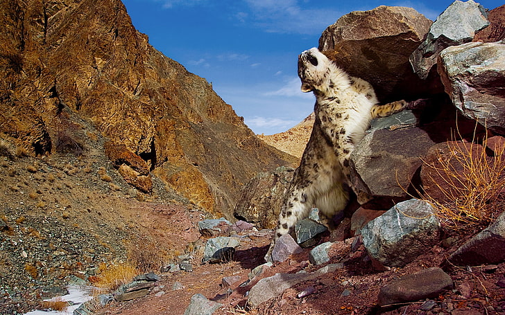 brown and white animal, stones, Mountains, snow leopard, HD wallpaper