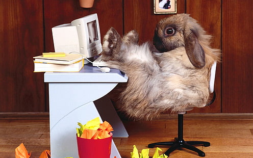 Забавный кролик, забавный кролик, HD обои HD wallpaper