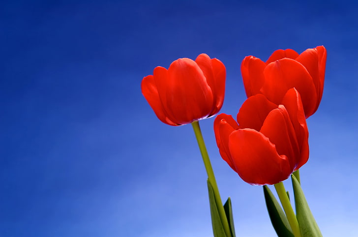 red tulips digital wallpaper, macro, flowers, background, tulips, HD wallpaper