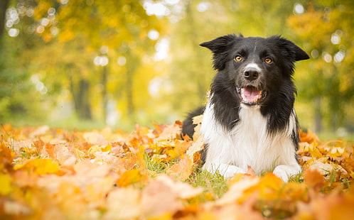 adult black and white border collie, dog, leaves, autumn, lies, HD wallpaper HD wallpaper