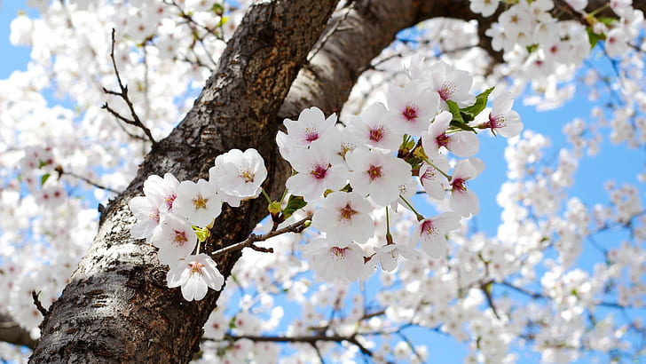 пролетни цветя природа растения дървета, HD тапет
