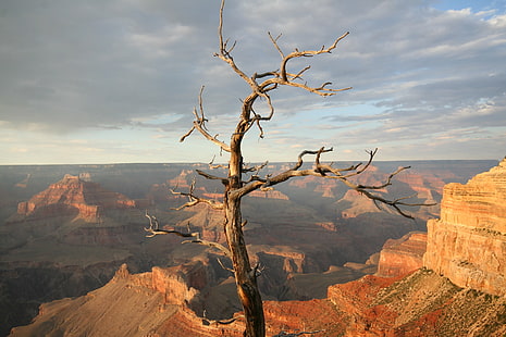 landscape photography of withered tree in The Grand Canyon under clear sky during daytime, left for dead, landscape photography, withered, tree, Grand Canyon, daytime, grand  canyon, canon  eos  350D, nature, grand Canyon National Park, canyon, arizona, uSA, scenics, landscape, southwest USA, desert, south Rim, national Park, rock - Object, eroded, geology, famous Place, majestic, beauty In Nature, national Landmark, cliff, outdoors, red, sandstone, extreme Terrain, mountain, HD wallpaper HD wallpaper