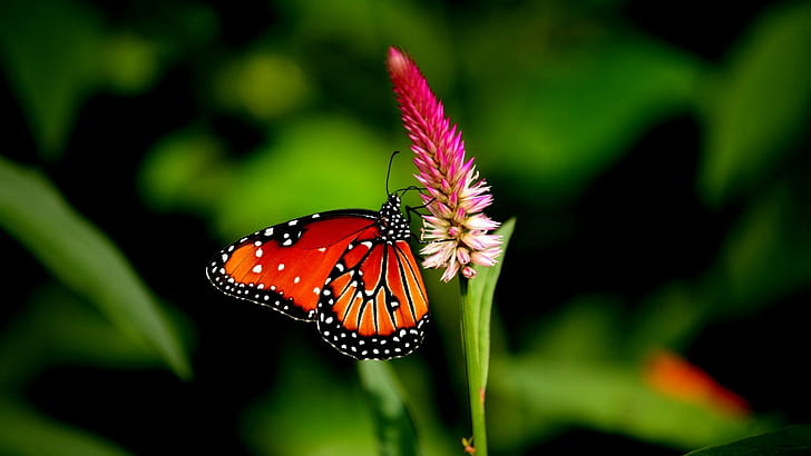 бабочка, животные, цветы, растения, HD обои