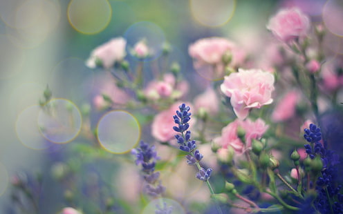 Цветы Макро Пинк Боке HD, природа, макро, цветы, розовый, боке, HD обои HD wallpaper