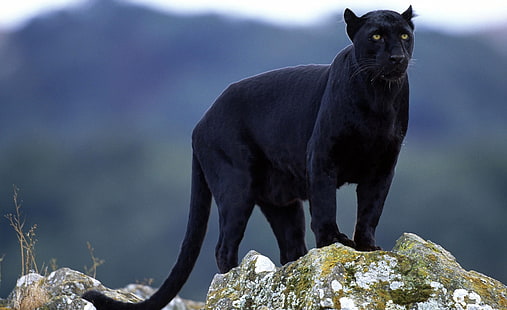 Black Panther, black panther, Hewan, Liar, Hitam, Panther, Wallpaper HD HD wallpaper