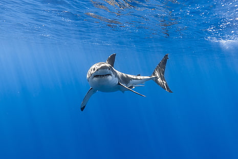 Gran tiburón blanco, submarino, HD, 5K, Fondo de pantalla HD HD wallpaper