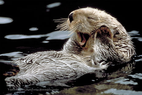 sea otter, HD wallpaper HD wallpaper