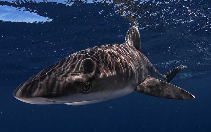 Shark Mako, un tiburón poderoso y de mar abierto que alcanza una longitud de 3,5 m, es capaz de desarrollar una velocidad de hasta 48 km hora, Fondo de pantalla HD