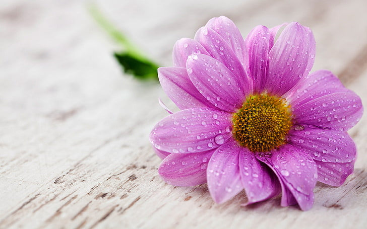 Bilder für das Handy Pink Flower Water Drops Hd, Pc Tablets, 3840 × 2400, HD-Hintergrundbild