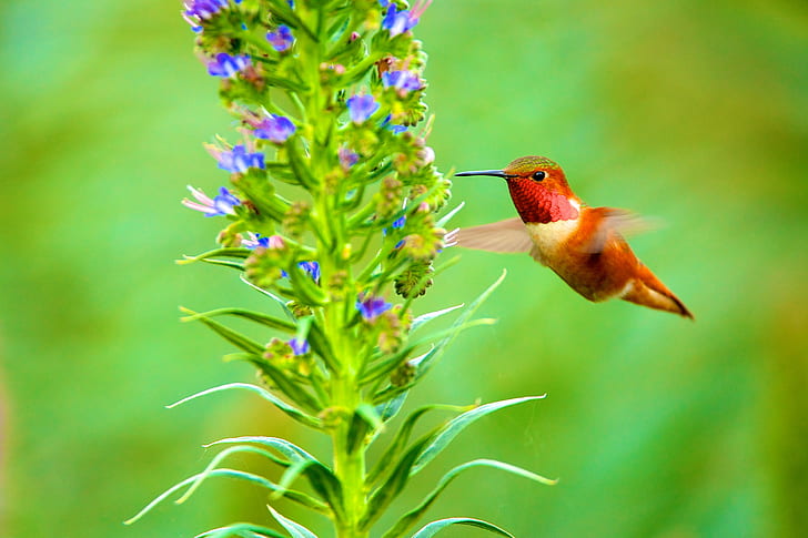 Hummingbird flying beside purple flowering plant at daytime in selective focus photography, Afternoon, Hummingbird, purple, flowering plant, daytime, selective focus, photography, Bird, Pride, Madeira, Nature, wildlife, hovering, animal, red, beak, aviary, feather, HD wallpaper
