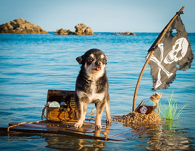 sea, bottle, dog, flag, pirate, captain, chest, treasures, Chihuahua, the raft, swimming, doggie, Jolly Roger, HD wallpaper HD wallpaper