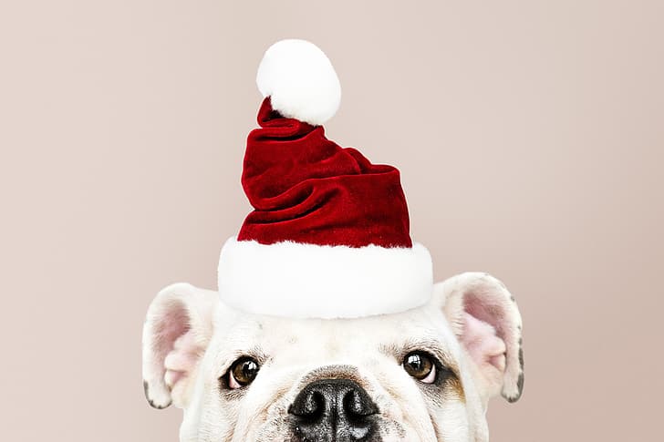 hund, nyår, jul, valp, santa, söt, god, santa hatt, HD tapet
