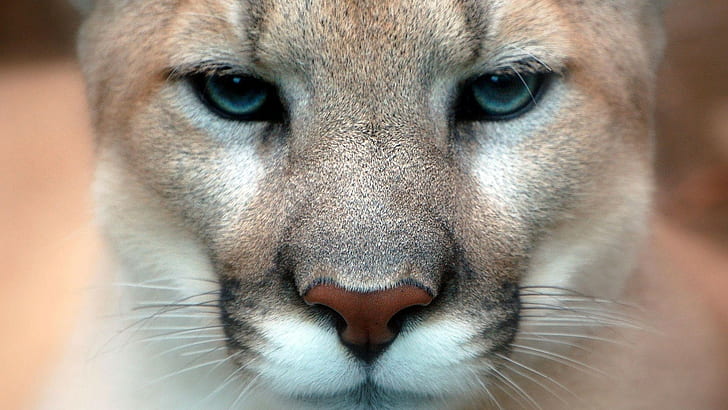 Tiere, Katzen, Natur, Pumas, HD-Hintergrundbild