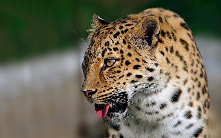 Leopard Tongue HD, животни, леопард, език, HD тапет