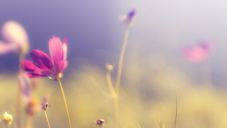 pink flower, flowers, nature, purple flowers, blurred, HD wallpaper