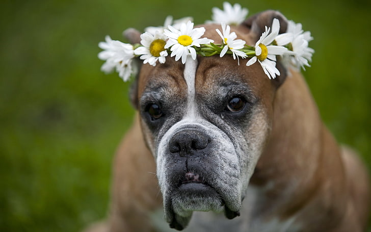 adult tan English bulldog, dog, wreath, flowers, daisies, HD wallpaper