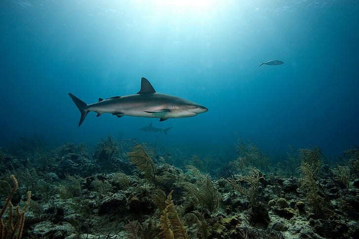 Coral Predators Shark Sea Underwater HD Background, peixes, fundo, coral, predadores, tubarão, debaixo d'água, HD papel de parede