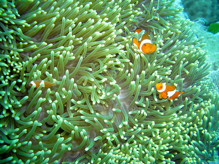 underwater photo of clown fishes, clown fish, Clown fish, anemone, underwater, photo, Great Barrier Reef, biodiversity, anemonefish, sea, reef, animal, nature, wildlife, blue, fish, HD wallpaper