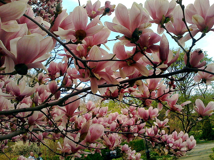 magnolia, trees, nature, HD wallpaper