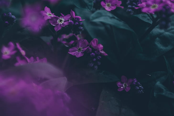 dark, emotion, nature, leaves, green, purple, spring, HD wallpaper