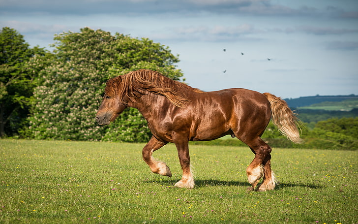 Suffolk Punch, Suffolk Horse Or Suffolk Sorrel Is An English Breed Of Draft Horse Chestnut Color Always, HD wallpaper