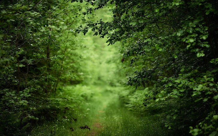forest, path, green, grass, foliage, HD wallpaper