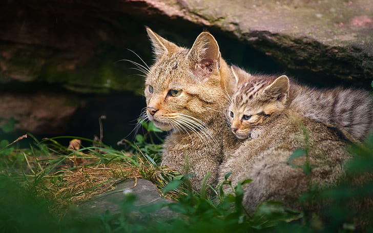 Wildcat motherhood with kitten, Wildcat, Motherhood, Kitten, HD wallpaper