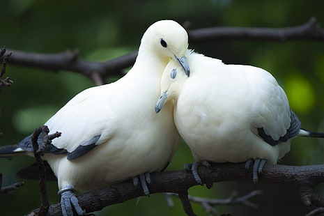 dwa białe ptaki, miłość, ptaki, gałąź, gołębie, para, Tapety HD HD wallpaper