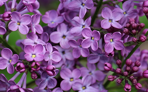 Púrpura lila, primer plano de flores, fotografía macro de flores púrpuras, púrpura, lila, flores, Fondo de pantalla HD HD wallpaper