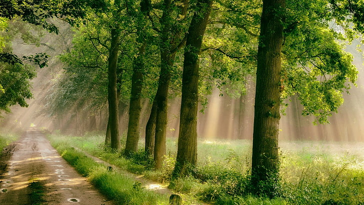 árvores folhosas verdes, floresta, estrada, árvores, grama, névoa, caminho, chuva, luz solar, natureza, paisagem, verde, HD papel de parede