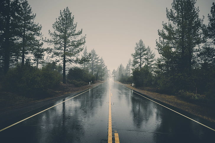pemandangan, alam, pohon, jalan, air, kabut, jalan basah, Wallpaper HD