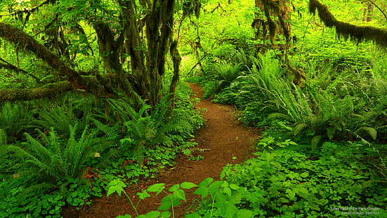 オレゴン州シルバーフォールズ州立公園、自然、 HDデスクトップの壁紙 HD wallpaper