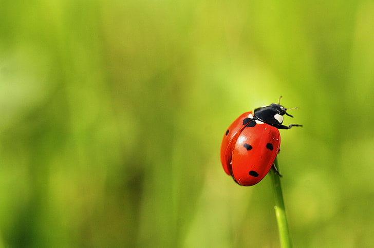red and black ladybug, ladybug, grass, insect, HD wallpaper