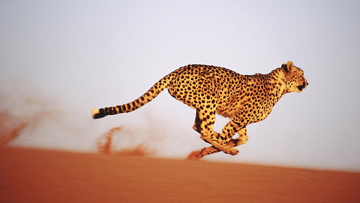 cheetahs, sand, HD wallpaper