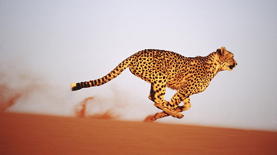 cheetah, pasir, Wallpaper HD HD wallpaper