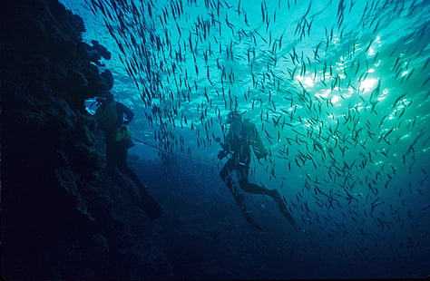 plongeur, plongée, poisson, océan, plongée, mer, sous l'eau, Fond d'écran HD HD wallpaper