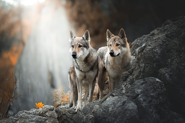 autumn, dogs, look, nature, pose, stones, background, rocks, together, leaf, waterfall, dog, pair, wolves, grey, a couple, Duo, friends, are, two dogs, handsome, wolf, wolf dog is a sarloos passed away, wolf-dog, HD wallpaper