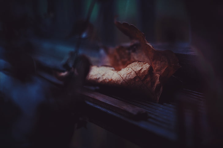 brown leaf, leaf, dry, drops, close-up, HD wallpaper