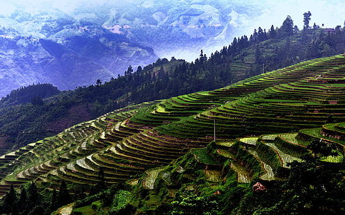 Tarasy Jiaban, Chiny Guizhou, góry, drzewa, pola, Jiaban, tarasy, Chiny, Guizhou, góry, drzewa, pola, Tapety HD HD wallpaper